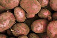 Frühkartoffel, rot, vorwiegend festkochend, (2,69/kg)